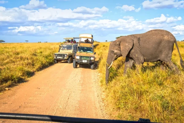 7 Day | Wildlife Safari in Tanzania