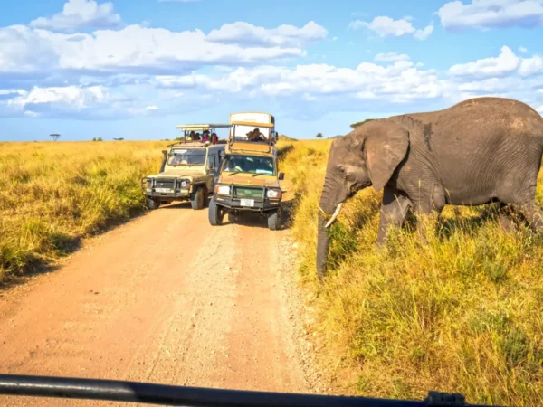 7 Day | Wildlife Safari in Tanzania