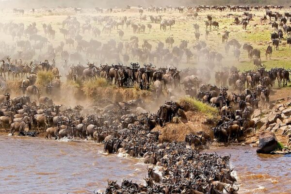 9 Day | Great Migration Calving Season