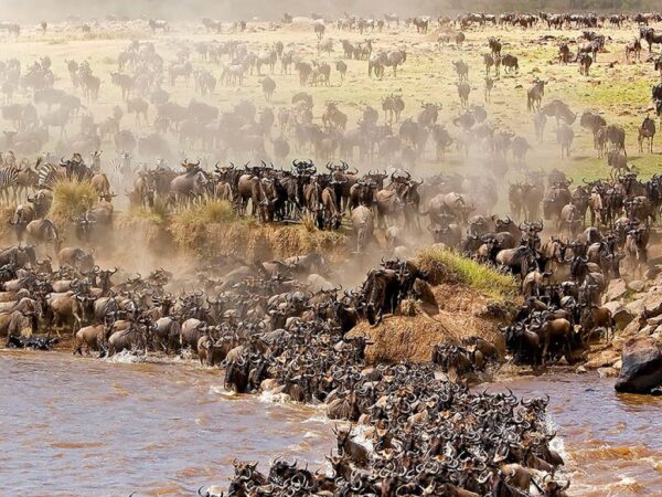 9 Day | Great Migration Calving Season