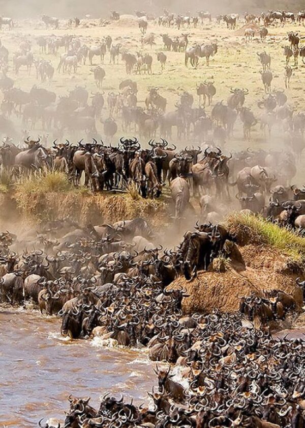 9 Day | Great Migration Calving Season