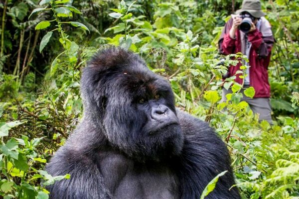 04 Day | Gorilla Trekking Safari Rwanda