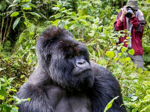 04 Day | Gorilla Trekking Safari Rwanda