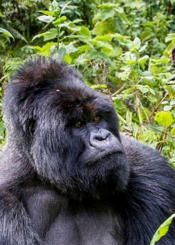 04 Day | Gorilla Trekking Safari Rwanda