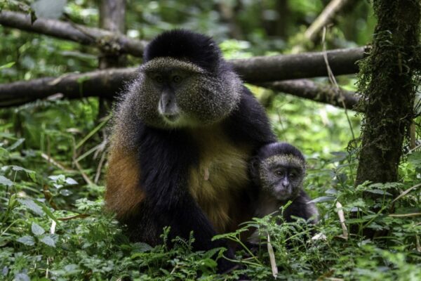 10 Day | Best of Rwanda Safaris