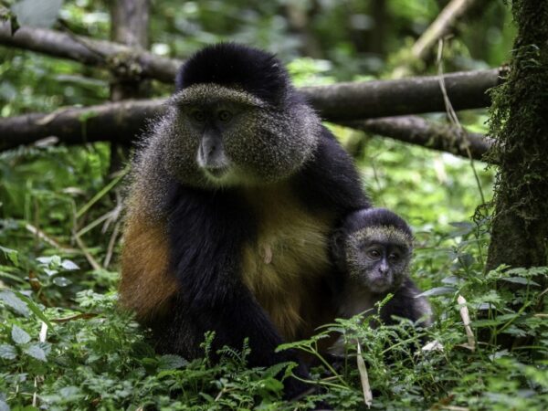 10 Day | Best of Rwanda Safaris