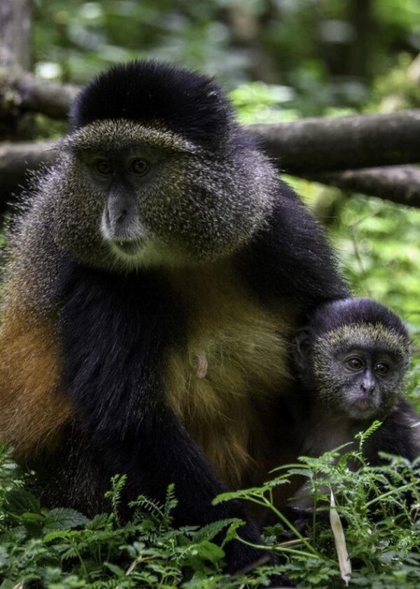 10 Day | Best of Rwanda Safaris