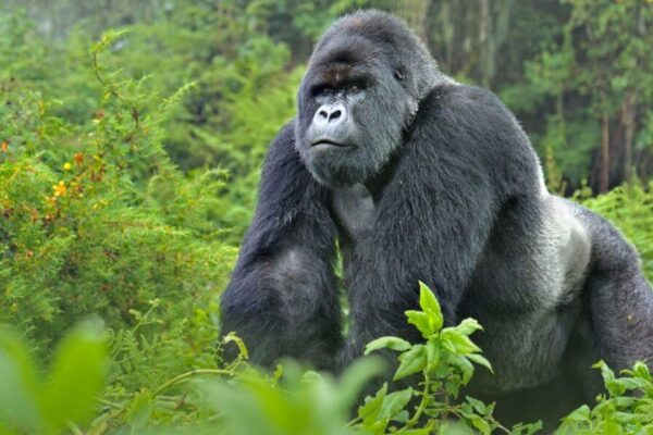 5 Days Primate Trekking Safari in Uganda