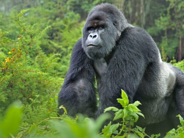 5 Days Primate Trekking Safari in Uganda