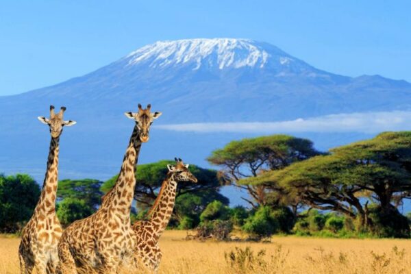 12 Day | Best of Tanzania Safari