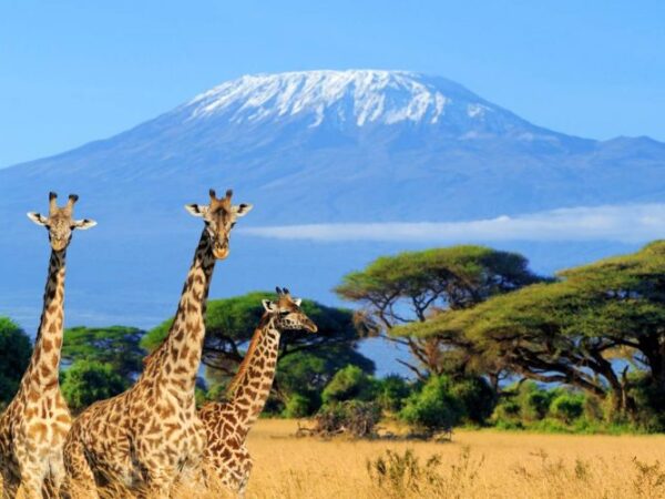 12 Day | Best of Tanzania Safari