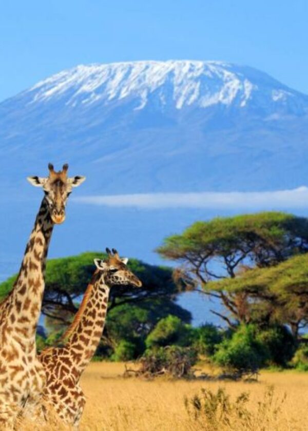 12 Day | Best of Tanzania Safari